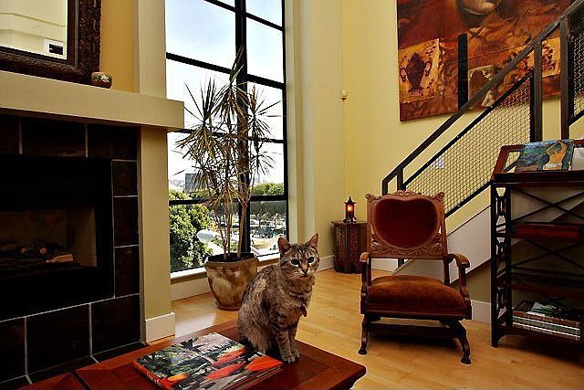 Gabi the Cat - www.1026Folsom.com