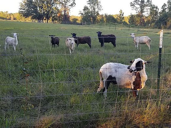 Fence Space for animals