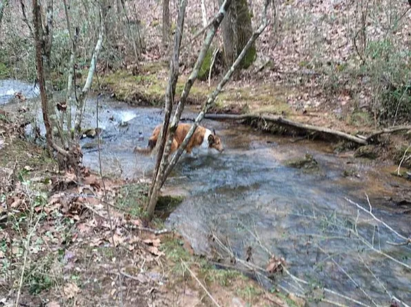 973 Water St, Dandridge, TN 37725