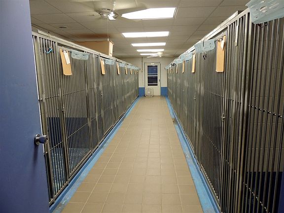 38 Kennel Runs