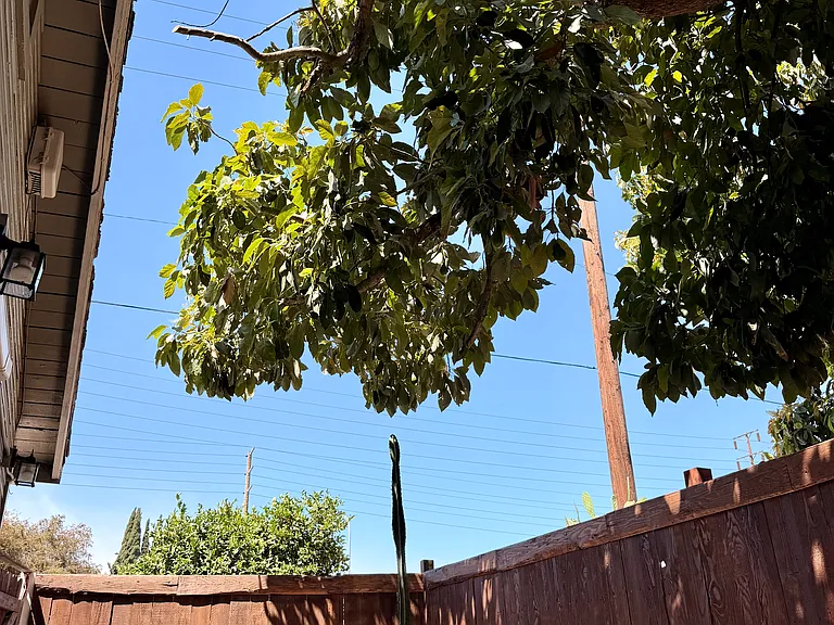 Avocado Tree