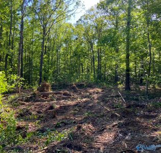 County Road 279, Moulton, AL, 35650