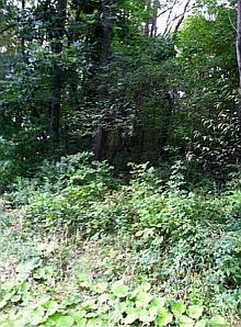 2nd image of 228 Peterman Hill Rd