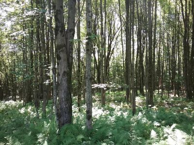 0 Oxford Rd, Guilford, NY, 13780