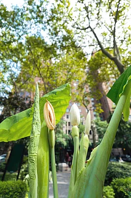 Rented by Keller Williams NYC | media 2