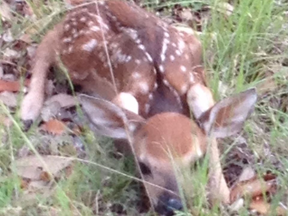 First 2013 fawn