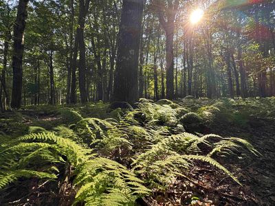 Lots 41 And 42 Day Lily Ct, Terra Alta, WV, 26764