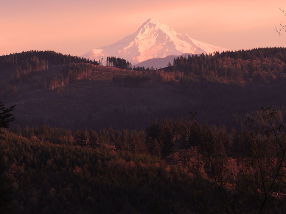 Mt. Hood View 