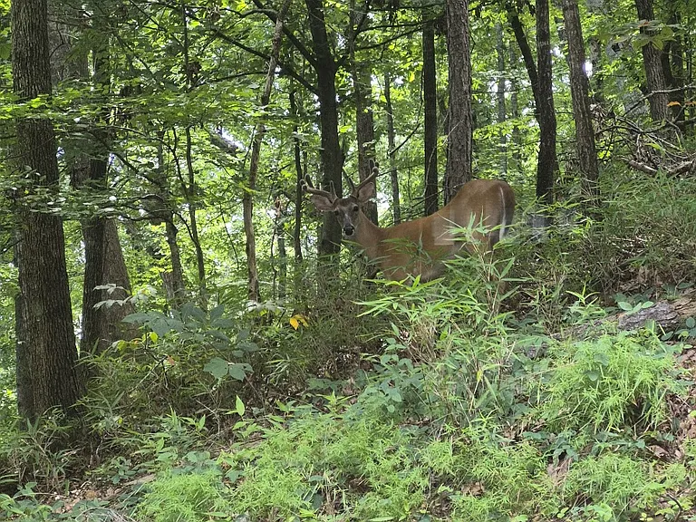 Deers are also frequenters here.