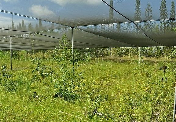 3rd image of 15-1122 Kahakai Blvd Lot 24