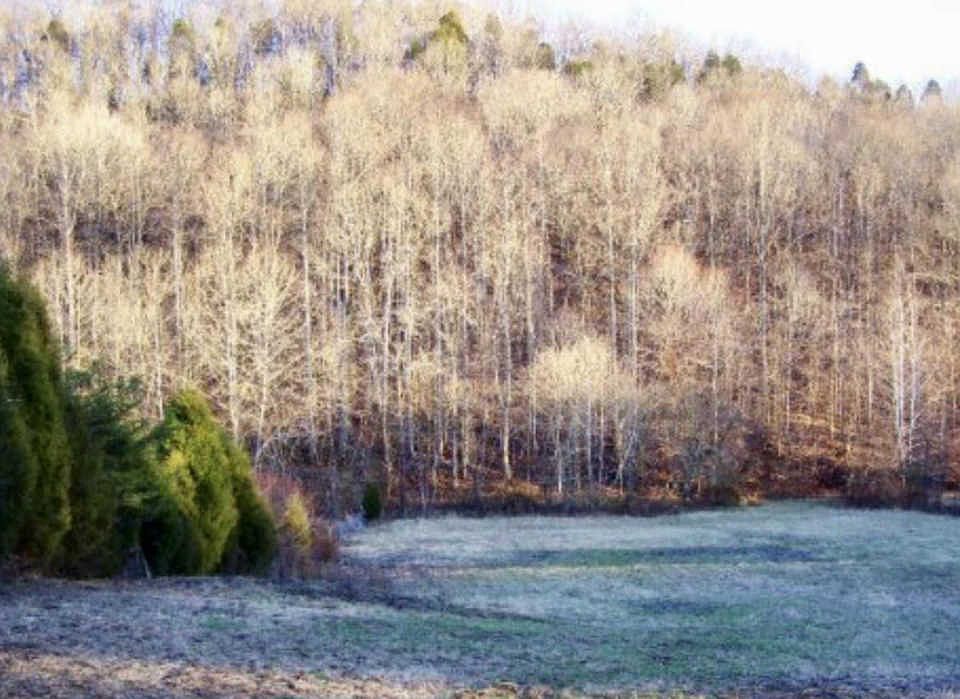 2nd image of 510 Byrams Fork Rd