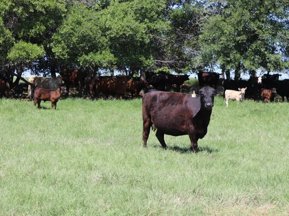 Deer Creek Rd, Henrietta, TX 76365