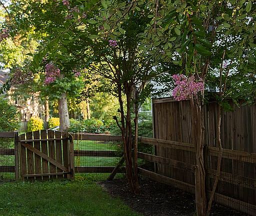 side yard with crepe mrytles