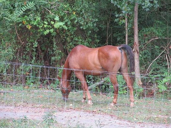 Horses Pasture View