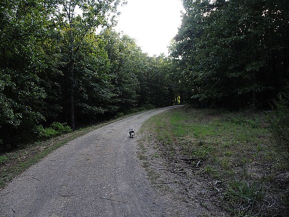 Lane leading to home