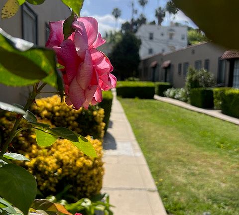 2nd image of 1426 1/4 Micheltorena St #1426-1/4