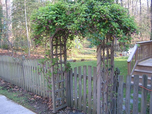 Backyard Arbor