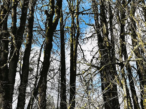 4th image of Territorial Hwy #100