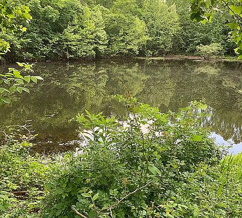 pond on property