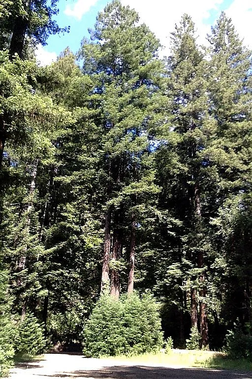 9500 Bohemian Hwy - Photo 12