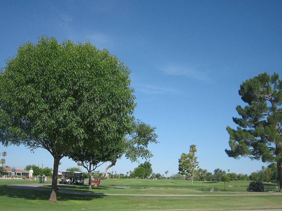 Golf Course View across the Street From Brookside Drive, Sun City, Az.