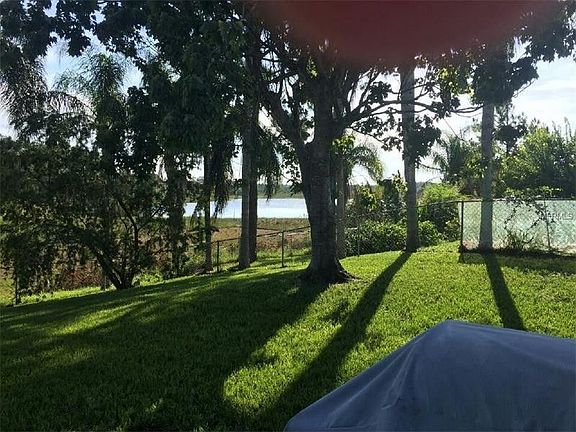 beautiful queen Palms