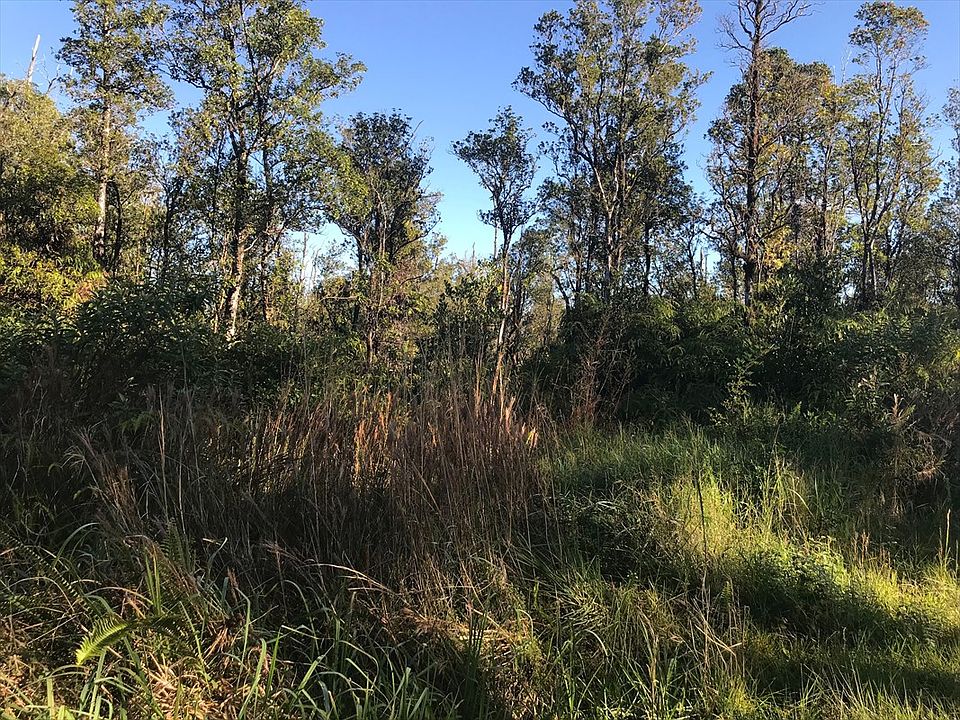2nd image of Jungle King Lot 55