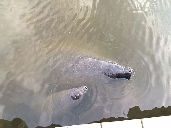 Watch manatee right out back