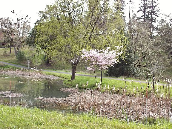 Common Area Pond