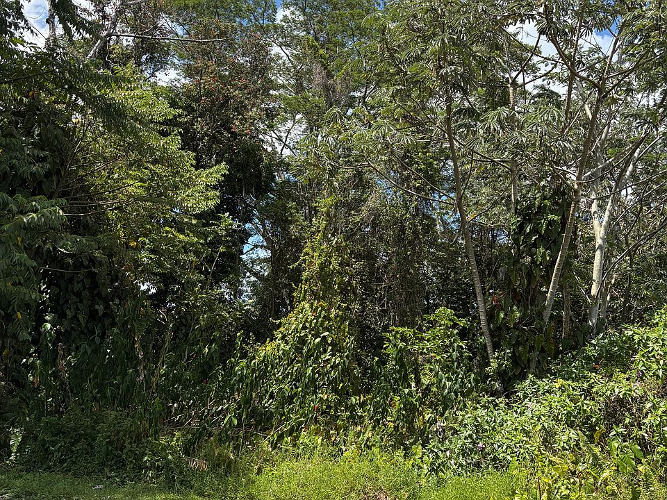 2nd image of Anthurium Dr Lot 23