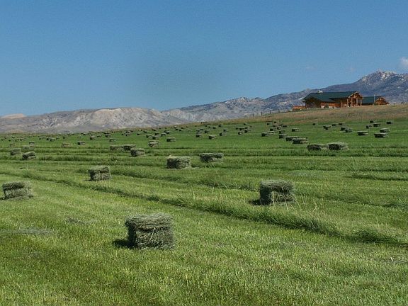 One of the Hay Fields