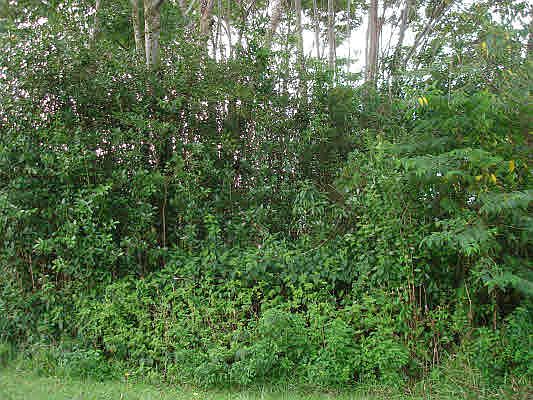2nd image of Pikake Dr