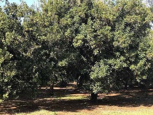 2nd image of LOT 4 Lot 4