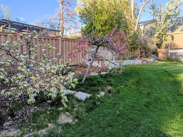 Apple and nectarine trees