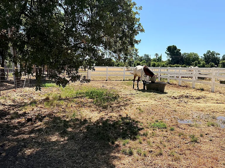 small paddock