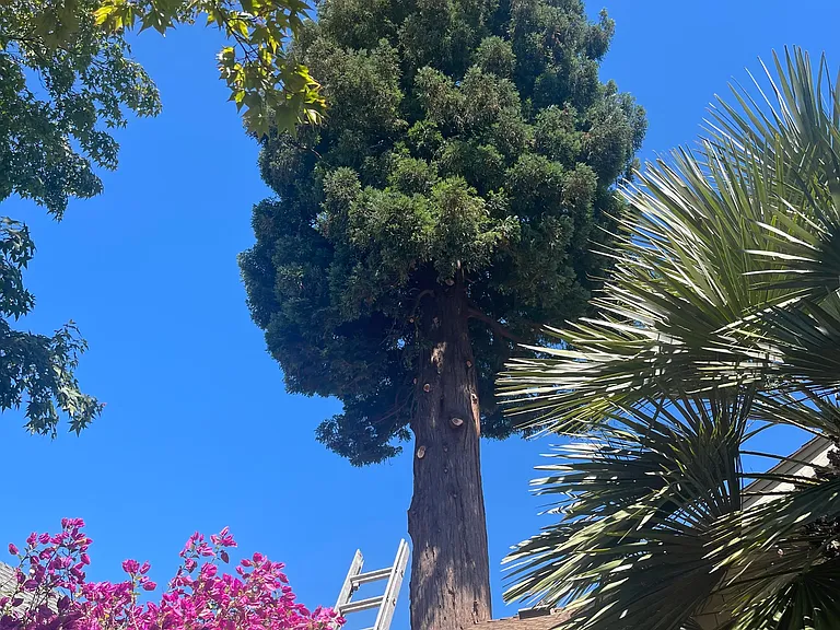 Tree in backyard