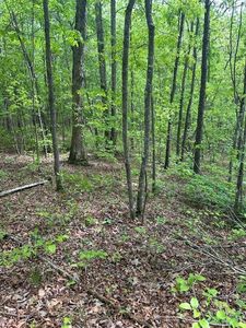 LOT 116 Big Piney Loop, Wilder, TN, 38589