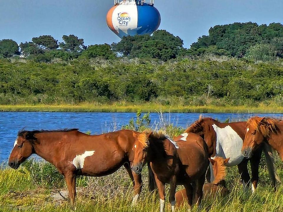 1st image of Stephen Decatur Hwy