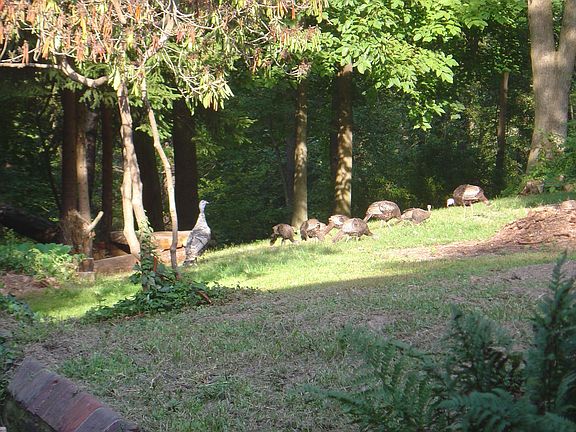 wild turkeys