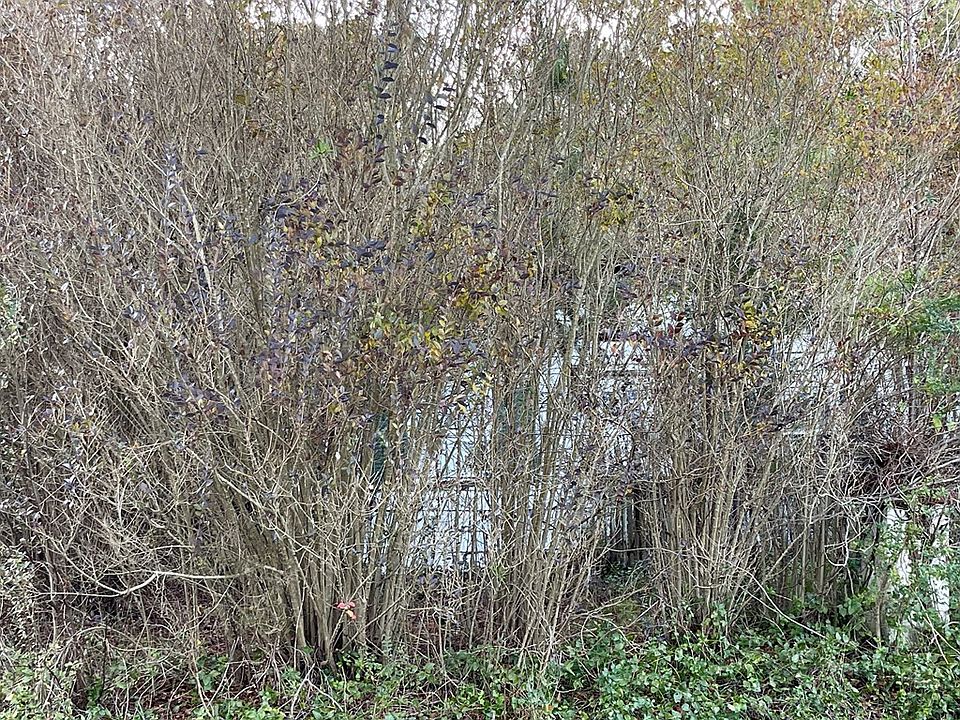 2nd image of 1699 Lively Hope Rd