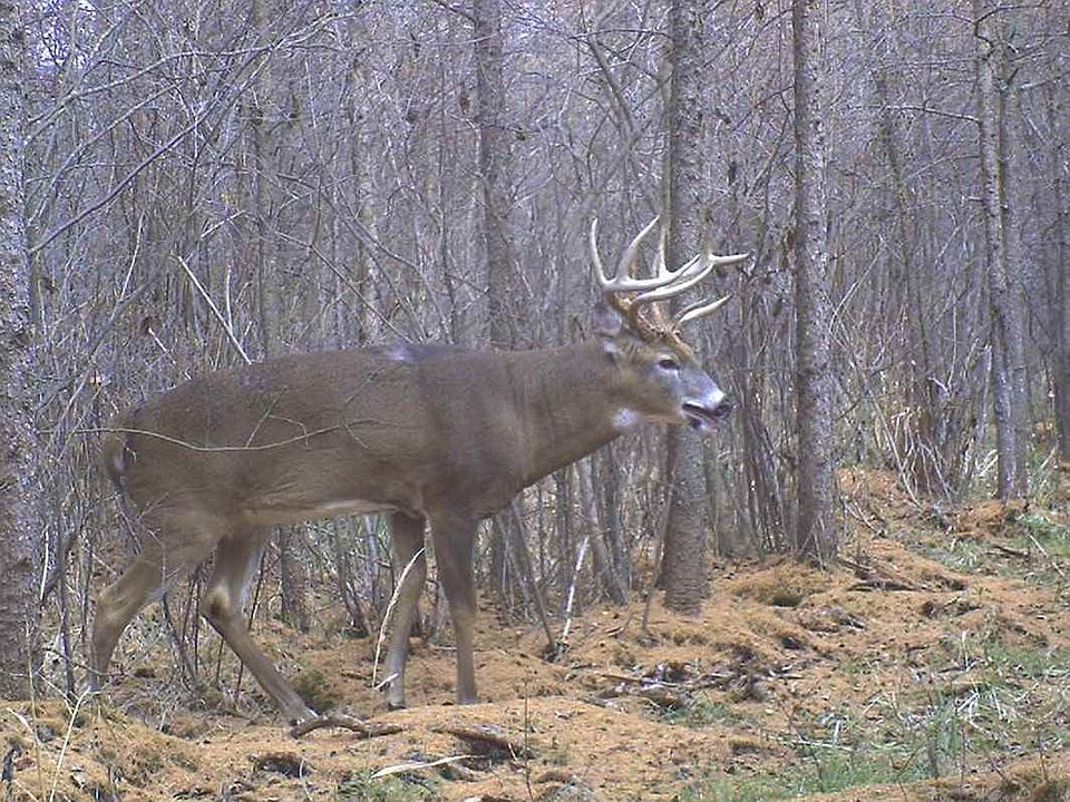2nd image of Highway 21