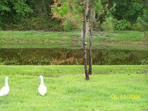 Pond in the Back