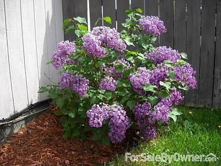 Lilacs