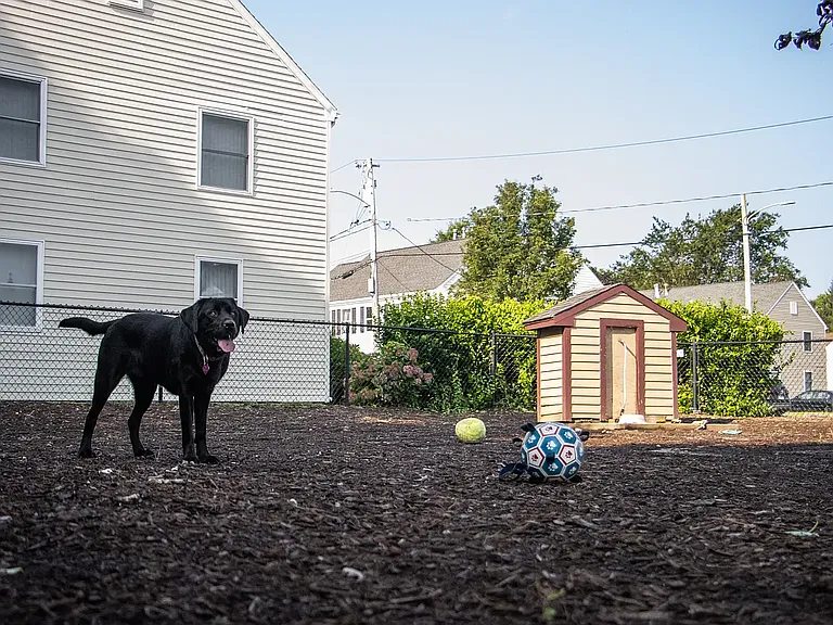 Dog Park