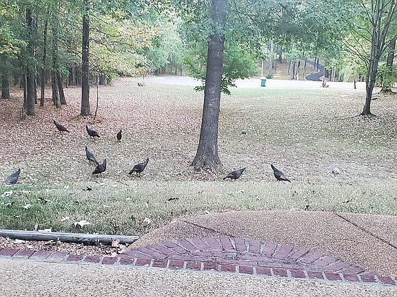 Traveling turkeys