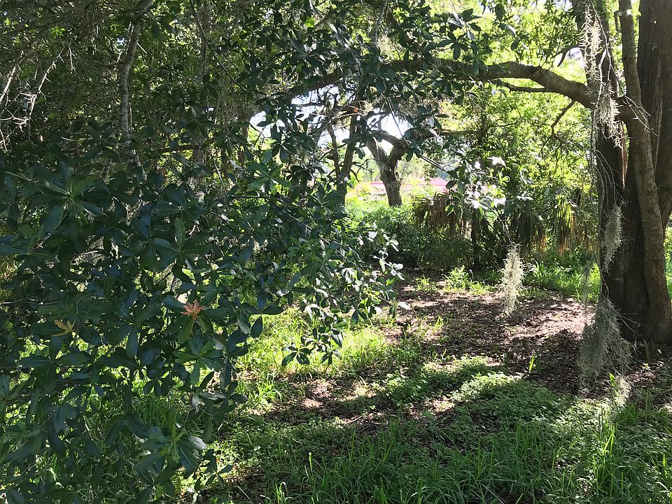 Mature trees 