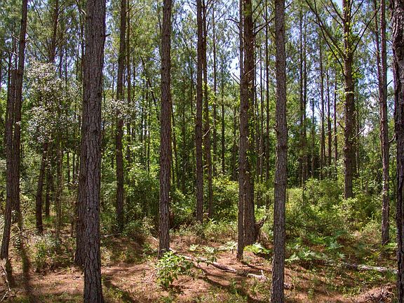 Compass South Land Sales Georgia Alapha River 3