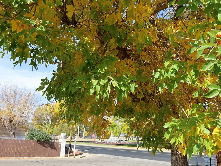 Pioneer Park — Photo 8