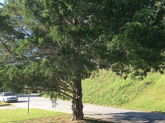 Cedar in back yard.