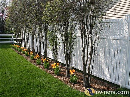 Back Yard Privacy fence